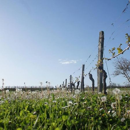 Entre Pierre Et Vigne - Charming Former Winery Farmhouse With Hot Tub & Swimming Pool Monestier  Exterior foto