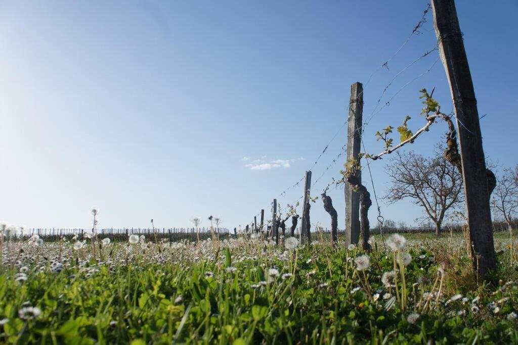 Entre Pierre Et Vigne - Charming Former Winery Farmhouse With Hot Tub & Swimming Pool Monestier  Exterior foto
